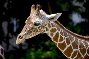 Read more about the article 10 Interesting Facts About Giraffe: