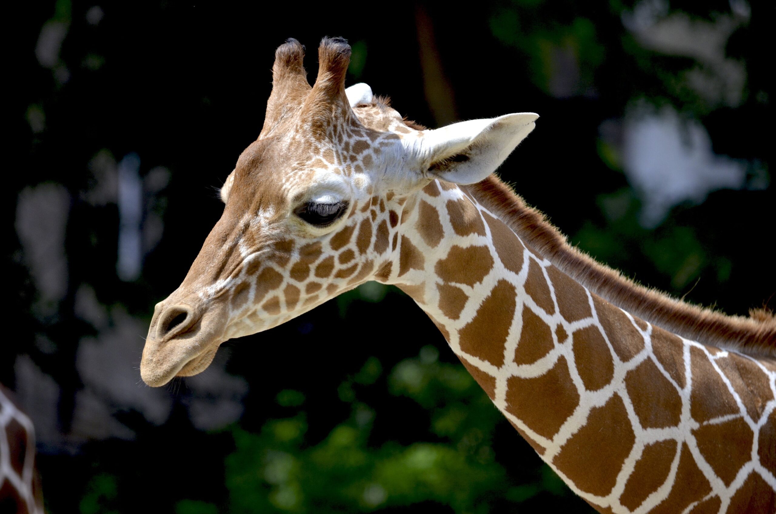 Read more about the article 10 Interesting Facts About Giraffe: